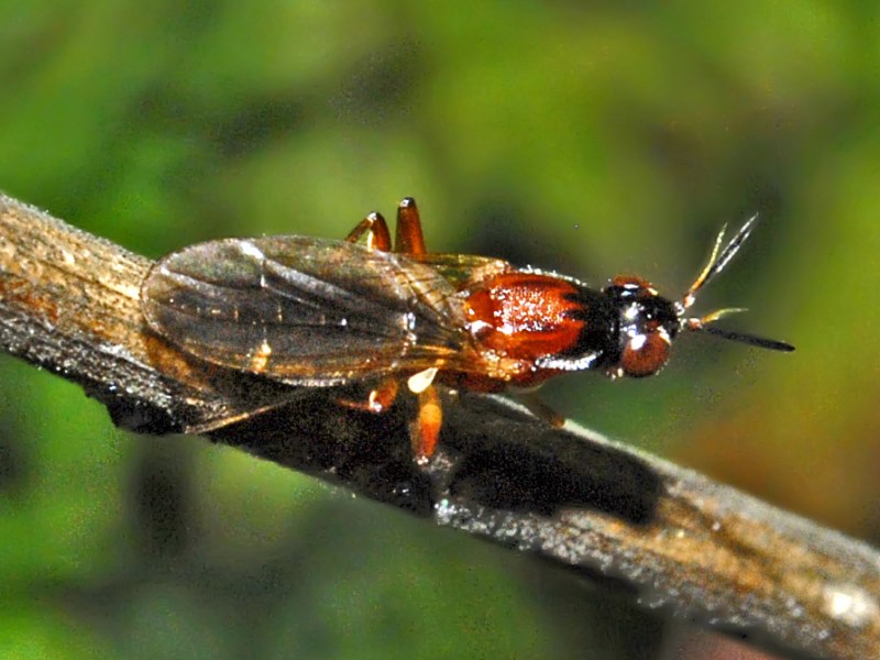 Loxocera cfr. aristata (Psilidae Psilinae)
